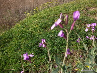 lle del Simeto-24-02-2013 10-49-52